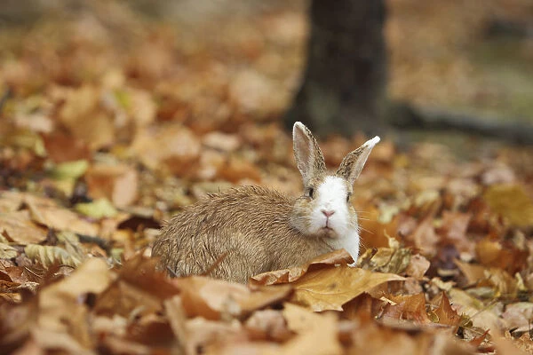 Feral domestic rabbit (Oryctolagus cuniculus) among dead leaves, Okunojima Island
