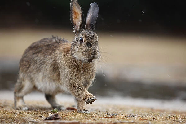 Feral domestic rabbit (Oryctolagus cuniculus) with wet fur, Okunojima Island, also