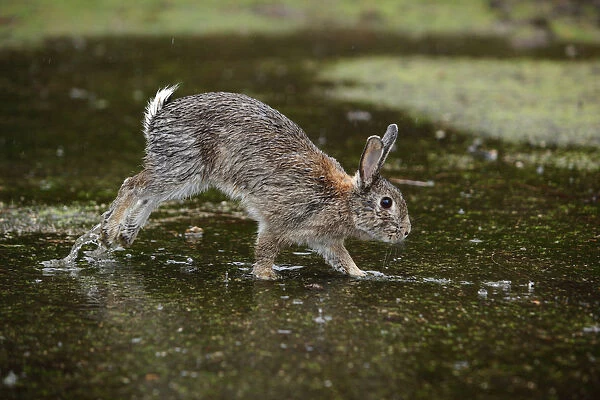 Feral domestic rabbit (Oryctolagus cuniculus) with wet fur running through puddle