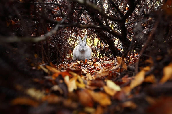 Feral domestic rabbit (Oryctolagus cuniculus) amongst autumn leaves, Okunojima Island