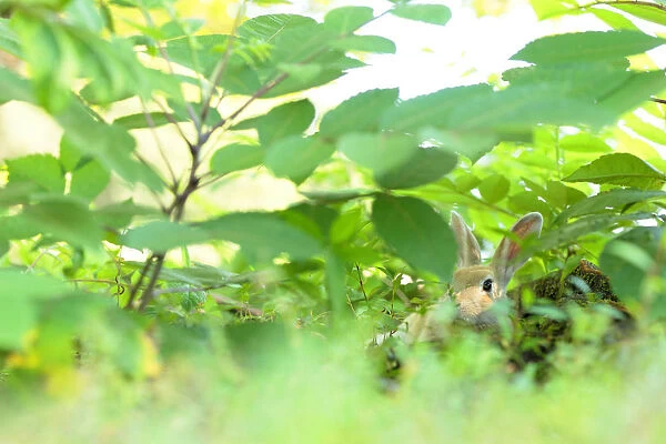 Feral domestic rabbit (Oryctolagus cuniculus) resting in vegetation, Okunojima Island
