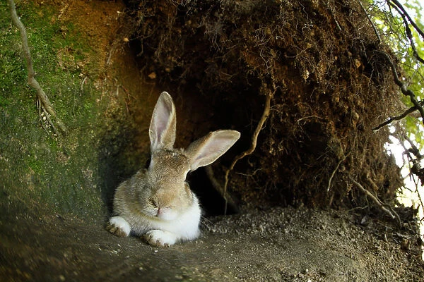 Feral domestic rabbit (Oryctolagus cuniculus) resting by burrow, Okunojima Island