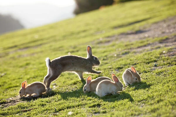 Feral domestic rabbit (Oryctolagus cuniculus) mother with babies eating grass, Okunojima Island