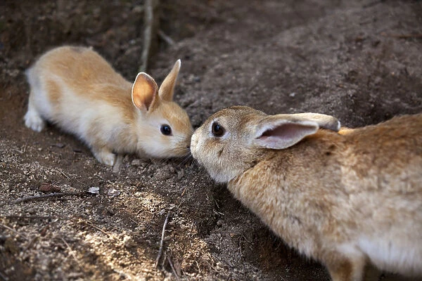 Feral domestic rabbit (Oryctolagus cuniculus) mother and baby nose to nose, Okunojima Island