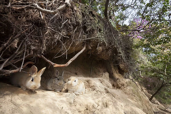 Feral domestic rabbit (Oryctolagus cuniculus) babies outside burrow Okunojima Island