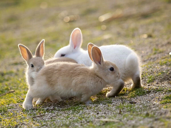 Feral domestic rabbit (Oryctolagus cuniculus) babies chasing each other, Okunojima Island