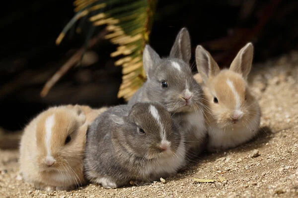 Feral domestic rabbit (Oryctolagus cuniculus) group of four babies resting, Okunojima Island