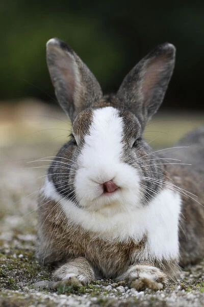 Feral domestic rabbit (Oryctolagus cuniculus) licking nose, Okunojima Island, also