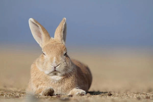 Feral domestic rabbit (Oryctolagus cuniculus) resting, Okunojima Island, also known