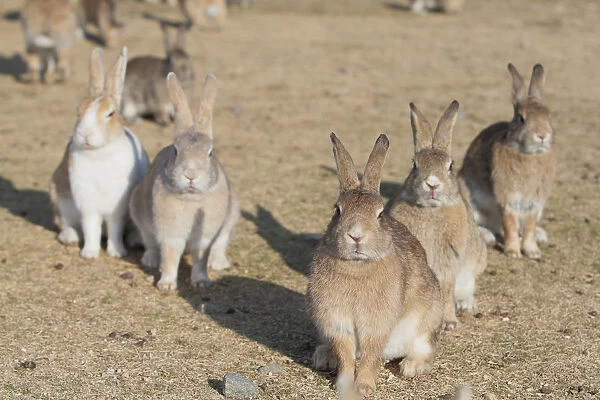 Feral domestic rabbit (Oryctolagus cuniculus) group looking at camera, Okunojima Island