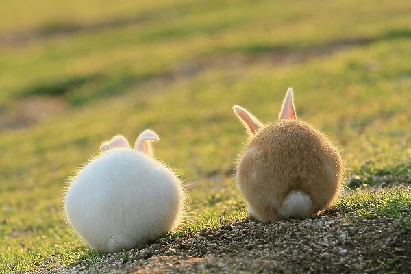 Feral domestic rabbit (Oryctolagus cuniculus) view from behind, Okunojima Island, also known as Rabbit Island, Hiroshima, Japan, May