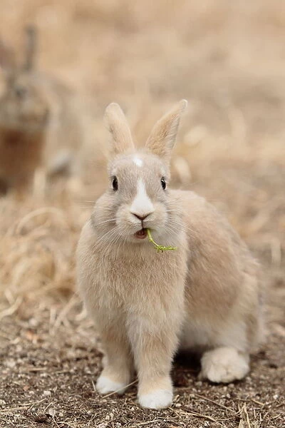 Feral domestic rabbit (Oryctolagus cuniculus) eating a leaf, Okunojima Island, also