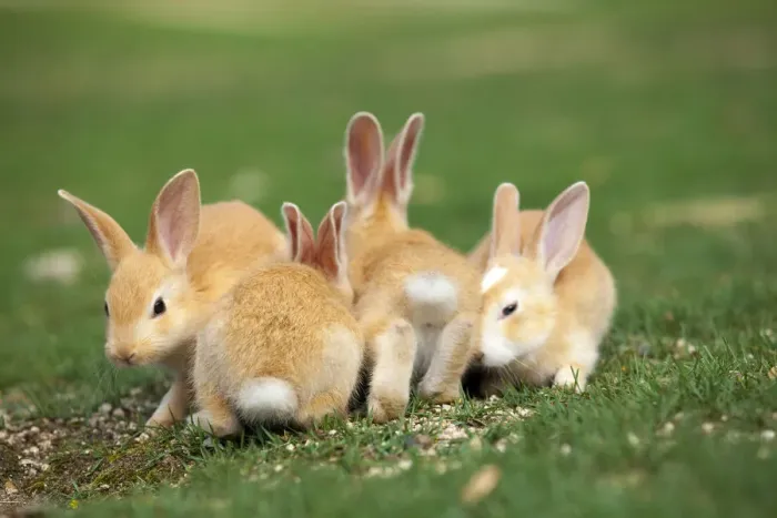 Framed Print : Feral domestic rabbit (Oryctolagus cuniculus) babies, Okunojima Island, also known as Rabbit Island Framed Print : Feral domestic rabbit (Oryctolagus cuniculus) babies, Okunojima Island, also known as Rabbit Island