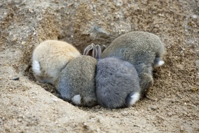 Framed Print : Feral domestic rabbit (Oryctolagus cuniculus) babies, rear view, Okunojima Island Framed Print : Feral domestic rabbit (Oryctolagus cuniculus) babies, rear view, Okunojima Island