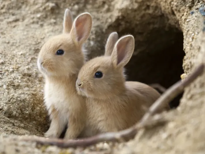 Framed Print : Feral domestic rabbit (Oryctolagus cuniculus) babies at burrow. Okunojima Island Framed Print : Feral domestic rabbit (Oryctolagus cuniculus) babies at burrow. Okunojima Island