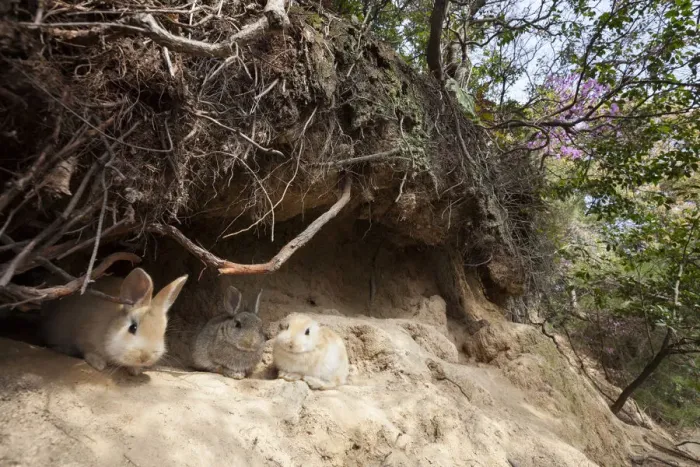 Framed Print : Feral domestic rabbit (Oryctolagus cuniculus) babies outside burrow Okunojima Island Framed Print : Feral domestic rabbit (Oryctolagus cuniculus) babies outside burrow Okunojima Island