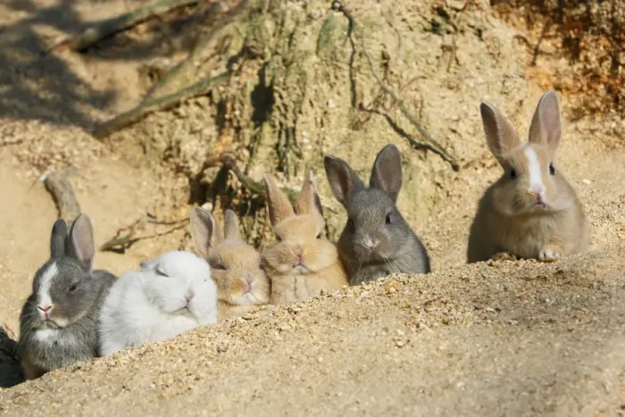 Framed Print : Feral domestic rabbit (Oryctolagus cuniculus) babies resting near burrow, Okunojima Island Framed Print : Feral domestic rabbit (Oryctolagus cuniculus) babies resting near burrow, Okunojima Island