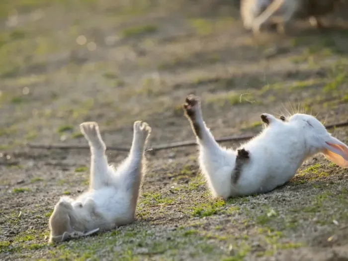Framed Print : Feral domestic rabbit (Oryctolagus cuniculus) baby rabbits, fallen over during play fight Framed Print : Feral domestic rabbit (Oryctolagus cuniculus) baby rabbits, fallen over during play fight
