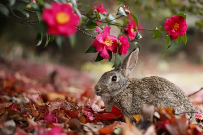 Framed Print : Feral domestic rabbit (Oryctolagus cuniculus) feeding on flowers, Okunojima Island Framed Print : Feral domestic rabbit (Oryctolagus cuniculus) feeding on flowers, Okunojima Island