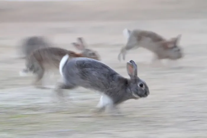 Framed Print : Feral domestic rabbit (Oryctolagus cuniculus) group running from bird of prey, Okunojima Island Framed Print : Feral domestic rabbit (Oryctolagus cuniculus) group running from bird of prey, Okunojima Island