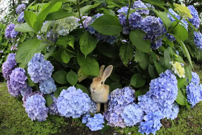 Framed Print : Feral domestic rabbit (Oryctolagus cuniculus) in hydrangea, fisheye view, Okunojima Island Framed Print : Feral domestic rabbit (Oryctolagus cuniculus) in hydrangea, fisheye view, Okunojima Island