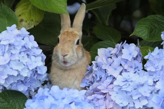 Framed Print : Feral domestic rabbit (Oryctolagus cuniculus) in hydrangea bush, Okunojima Island Framed Print : Feral domestic rabbit (Oryctolagus cuniculus) in hydrangea bush, Okunojima Island