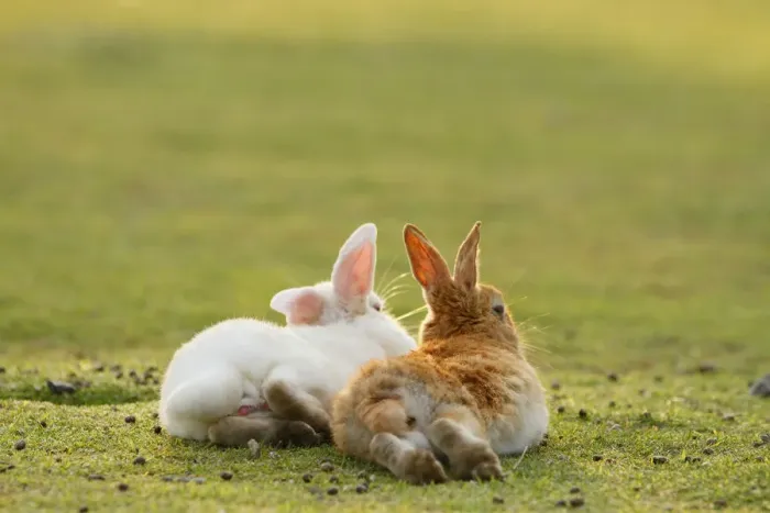 Framed Print : Feral domestic rabbit (Oryctolagus cuniculus) male and female resting together, Okunojima Island Framed Print : Feral domestic rabbit (Oryctolagus cuniculus) male and female resting together, Okunojima Island