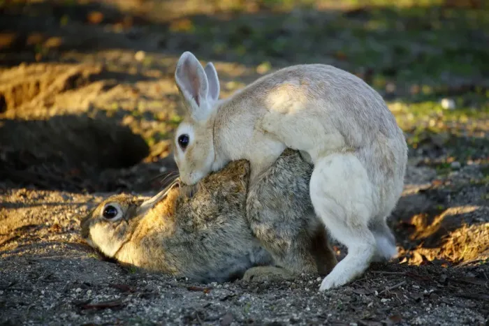 Framed Print : Feral domestic rabbit (Oryctolagus cuniculus) male mating with female, Okunojima Island Framed Print : Feral domestic rabbit (Oryctolagus cuniculus) male mating with female, Okunojima Island