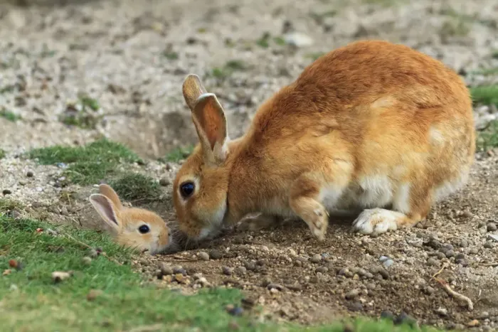 Framed Print : Feral domestic rabbit (Oryctolagus cuniculus) mother greeting baby sticking head out of burrow