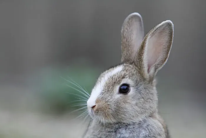 Framed Print : Feral domestic rabbit (Oryctolagus cuniculus) portrait, Okunojima Island, also known