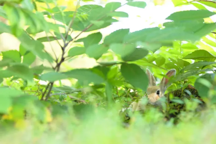 Framed Print : Feral domestic rabbit (Oryctolagus cuniculus) resting in vegetation, Okunojima Island