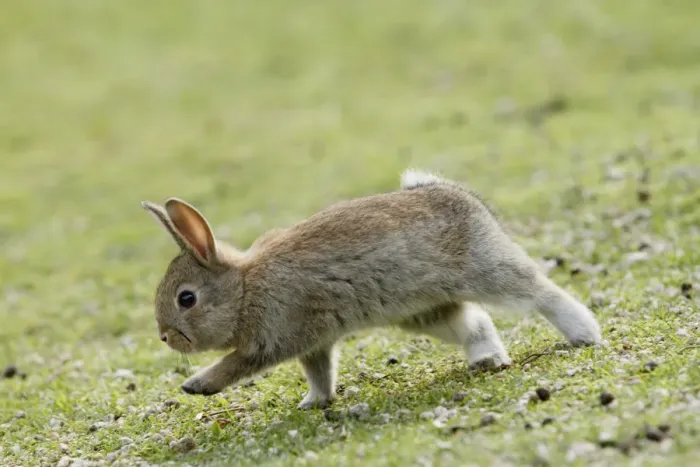 Framed Print : Feral domestic rabbit (Oryctolagus cuniculus) running, Okunojima Island, also known Framed Print : Feral domestic rabbit (Oryctolagus cuniculus) running, Okunojima Island, also known
