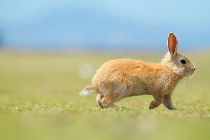 Framed Print : Feral domestic rabbit (Oryctolagus cuniculus) running, Okunojima Island, also known as Rabbit Island, Hiroshima, Japan Framed Print : Feral domestic rabbit (Oryctolagus cuniculus) running, Okunojima Island, also known as Rabbit Island, Hiroshima, Japan