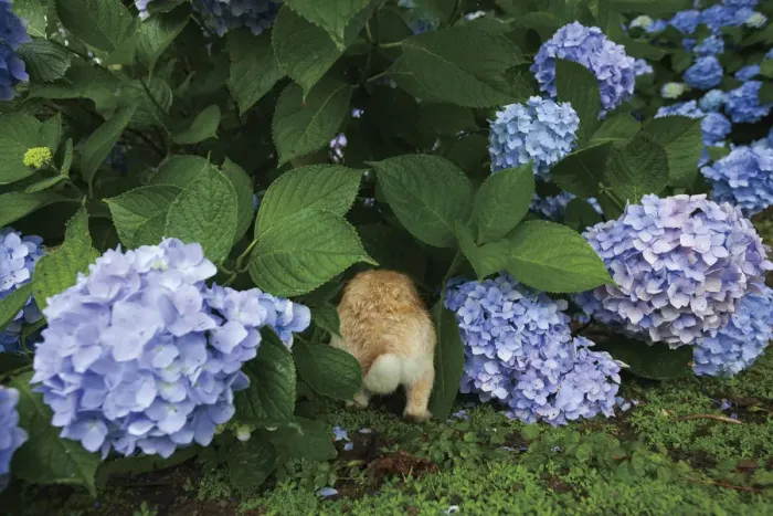 Framed Print : Feral domestic rabbit (Oryctolagus cuniculus) running under hydrangea bush. Okunojima Island Framed Print : Feral domestic rabbit (Oryctolagus cuniculus) running under hydrangea bush. Okunojima Island