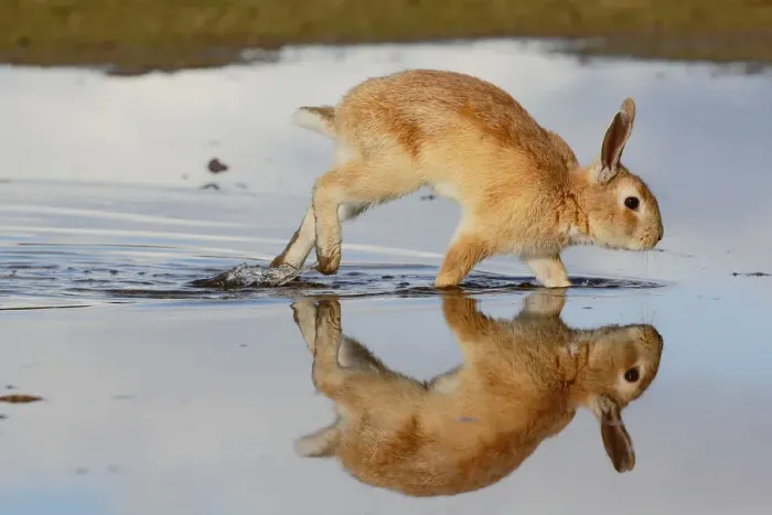 Framed Print : Feral domestic rabbit (Oryctolagus cuniculus) running in puddle and reflected. Okunojima Island Framed Print : Feral domestic rabbit (Oryctolagus cuniculus) running in puddle and reflected. Okunojima Island