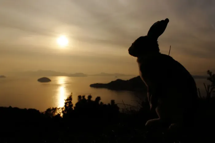 Framed Print : Feral domestic rabbit (Oryctolagus cuniculus) silhouetted against the ocean, Okunojima Island Framed Print : Feral domestic rabbit (Oryctolagus cuniculus) silhouetted against the ocean, Okunojima Island