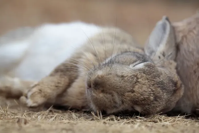 Framed Print : Feral domestic rabbit (Oryctolagus cuniculus) sleeping, Okunojima Island, also known Framed Print : Feral domestic rabbit (Oryctolagus cuniculus) sleeping, Okunojima Island, also known