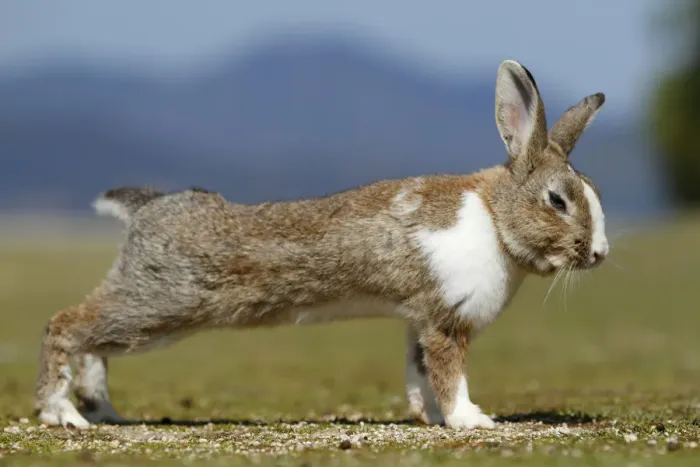 Framed Print : Feral domestic rabbit (Oryctolagus cuniculus) stretching, Okunojima Island, also Framed Print : Feral domestic rabbit (Oryctolagus cuniculus) stretching, Okunojima Island, also