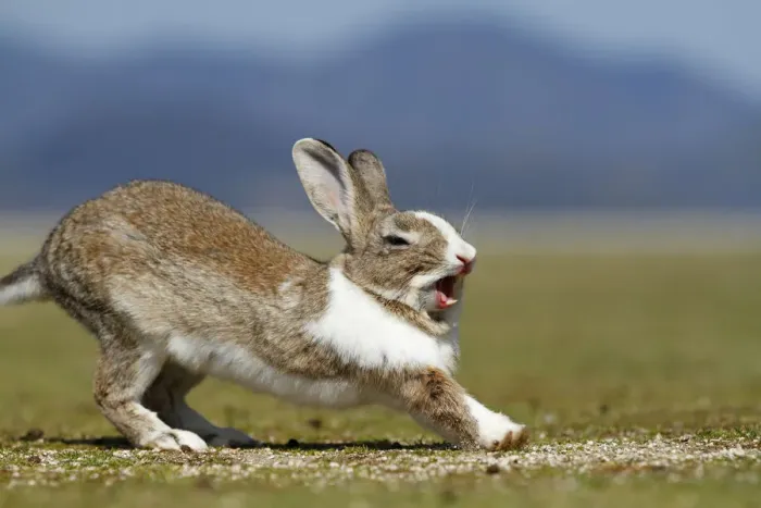 Framed Print : Feral domestic rabbit (Oryctolagus cuniculus) stretching and yawning, Okunojima Island Framed Print : Feral domestic rabbit (Oryctolagus cuniculus) stretching and yawning, Okunojima Island