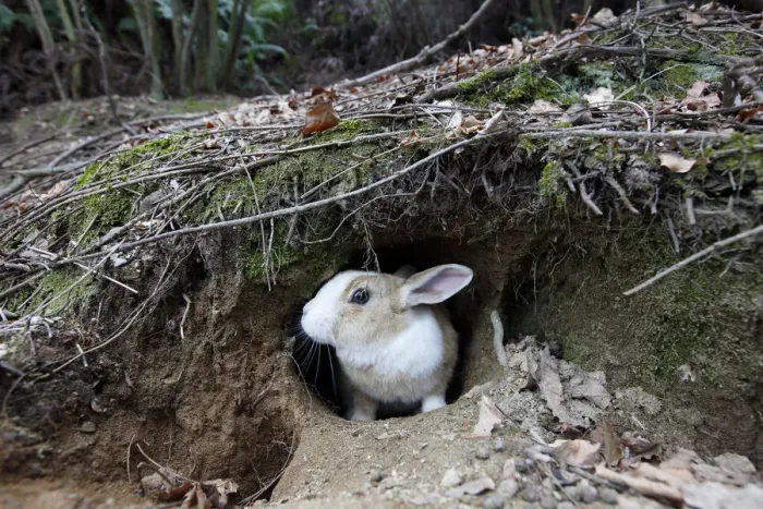 Framed Print : Feral domestic rabbit (Oryctolagus cuniculus) at warren, Okunojima Island, also known Framed Print : Feral domestic rabbit (Oryctolagus cuniculus) at warren, Okunojima Island, also known