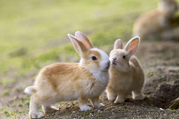 Feral domestic rabbits (Oryctolagus cuniculus) interacting, Okunojima Island, also