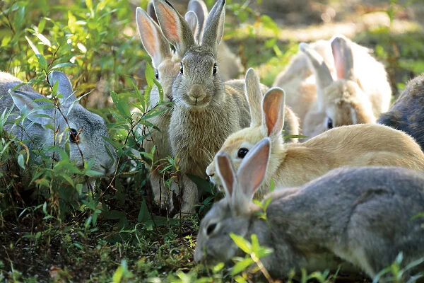 Feral domestic rabbits (Oryctolagus cuniculus) group feeding, Okunojima Island, also