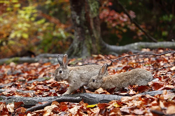 Feral domestic rabbits (Oryctolagus cuniculus) walking among fallen autumn leaves