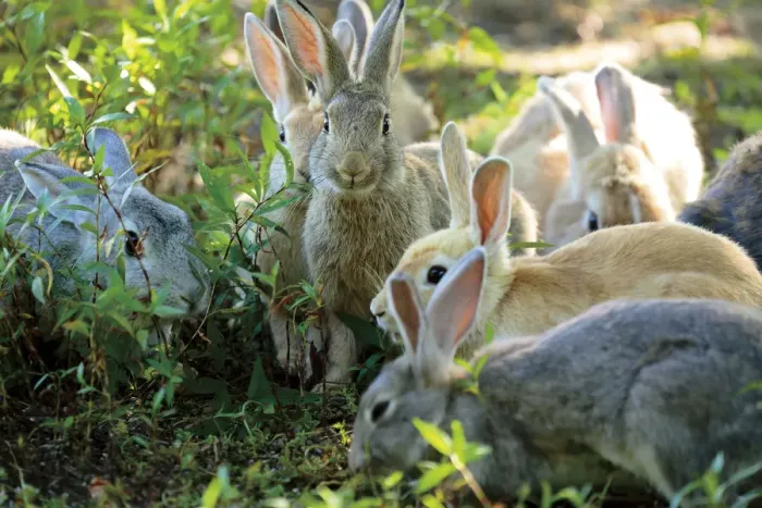 Framed Print : Feral domestic rabbits (Oryctolagus cuniculus) group feeding, Okunojima Island, also Framed Print : Feral domestic rabbits (Oryctolagus cuniculus) group feeding, Okunojima Island, also