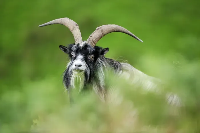 Framed Print : Feral Goat (Capra hircus) male, Inverness-shire, Scotland, July Framed Print : Feral Goat (Capra hircus) male, Inverness-shire, Scotland, July