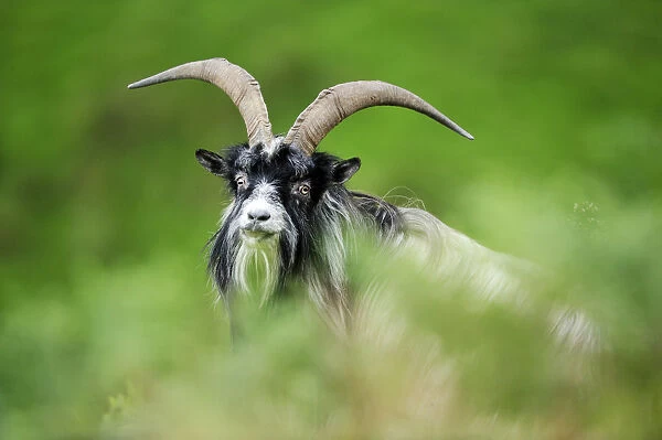 Feral Goat (Capra hircus) male, Inverness-shire, Scotland, July