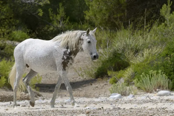 Framed Print : Feral horse (Equus caballus) walking on a remote sandy beach, near Arta, Mallorca, Spain, August Framed Print : Feral horse (Equus caballus) walking on a remote sandy beach, near Arta, Mallorca, Spain, August
