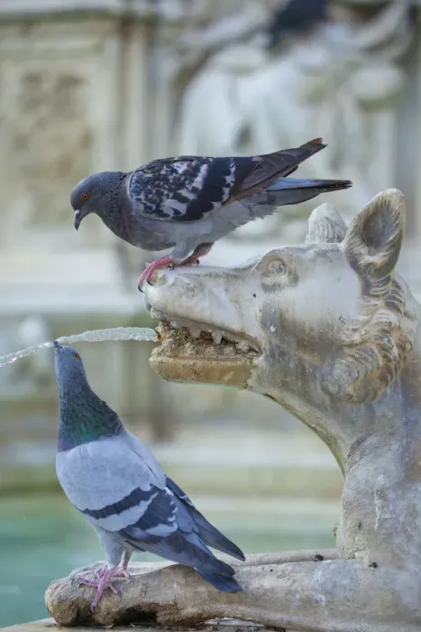 Framed Print : Feral Pigeon (Columba livia) drinking from Fonte Gaia (Fountain of Joy). Piazza del Campo Framed Print : Feral Pigeon (Columba livia) drinking from Fonte Gaia (Fountain of Joy). Piazza del Campo