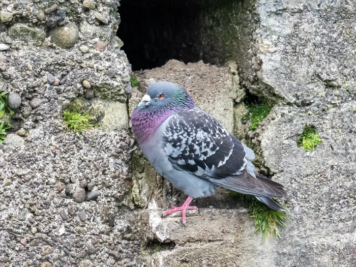 Framed Print : Feral pigeon (Columba Livia) perched on stone wall, Amble, Northumberland, UK. May Framed Print : Feral pigeon (Columba Livia) perched on stone wall, Amble, Northumberland, UK. May