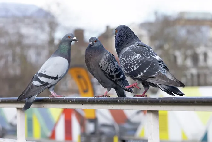 Framed Print : Feral pigeons (Columba livia) perched on a metal railing, courtship display, Norfolk, England, UK. March Framed Print : Feral pigeons (Columba livia) perched on a metal railing, courtship display, Norfolk, England, UK. March